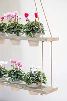 Tiered shelving unit used inside with potted Cyclamen houseplants