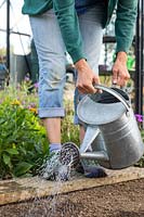 Woman using galvanised watering can fitted with a rose to water row of recently-sown Kalettes