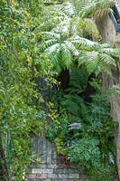 Walled town garden with snow, Dicksonia - Tree Fern - in sheltered side return with other greenery 
