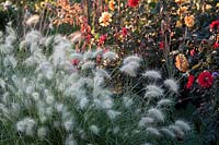 Pennisetum villosum with Dahlias 'David Howard' and 'Bishop of LLandaff' in the background