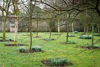 Snowdrops in the Outer Kitchen Garden at Rodmarton Manor, Glos, UK. 