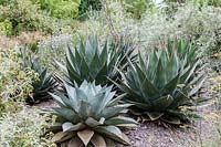Agave growing in gravel area at Pan Global Plants. Frampton on Severn, Gloucestershire. 
