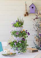 Ornamental tiered metal planter with mixed Autumnal planting of Brassica, Viola and Erica in metal planter on table with teacup. 