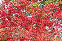 Acer japonicum 'Acontifolium' - Downy Japanese Maple 