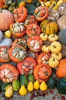 Cucurbita pepo - Pumpkins, gourds and squash on display at RHS Wisley gardens in autumn. 