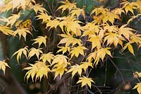 Acer palmatum 'Green Trompenburg' - Japanese Maple 'Green Trompenburg'