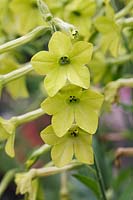Nicotiana alata 'Lime Green'  - Tobacco Plant 