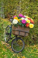 Chrysanthemum Dorridge Crystal, Amy Lauren, Laser, New Stylist and Evesham Vale in a bicycle basket