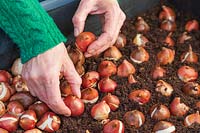 Woman placing Tulip bulbs tightly and up right in container to achieve a full Spring display