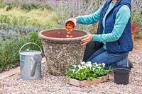 Woman adding a smaller earlier Tulip 'Persian Pearl' to the pot