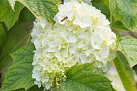 Hydrangea quercifolia 'Snow Drift' with hoverfly