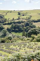 overview of a lavender field in summer - Lavandula x intermedia 'Grosso' 