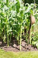 Zea mays - Sweetcorn in bed with garden fork and straw hat