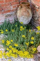 Yellow Sedum with empty urn and gravel in corner of a brick wall 