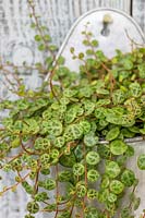 Peperomia prostrata in metal wall hanger