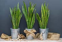Galvanised metal pots with hessian ribbons planted with Sansevieria trifasciata Laurentii