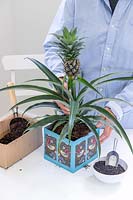 Woman planting Ananas nanus - Pineapple into decoated cardboard box planter