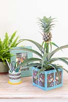Cardboard box planter decorated with wrapping paper and planted with Ananas nanus - Pineapple on desk with various crafted items