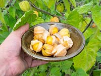 Picked ripe berries of Physalis peruviana - Cape Gooseberry - held in a bowl by growing plant 