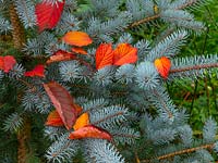 Abies lasiocarpa 'Compacta' and fallen leaves of Prunus sargentii - Sargent's Cherry Tree