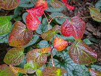 Disanthus cercidifolius leaf colour