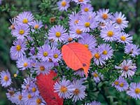 Aster amellus - Italian Aster - and fallen leaves of Prunus sargentii - Sargent's Cherry Tree