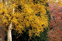 Betula ermanii - Gold birch