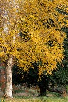 Betula ermanii - Gold birch