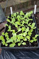 Seedlings of butterhead lettuce 'Hilde II', pricked out into a tray