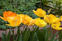 Tulipa 'Daydream' - Flowers in this variety change colour through the season, starting out yellow gradually changing to orange.