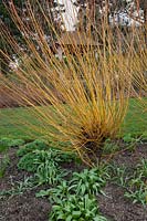 Salix alba var. vitellina 'Britzensis' - RHS Garden Hyde Hall, Essex