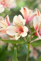 Alstroemeria 'Peaches and Cream' - Peruvian Lily 'Peaches and Cream' 