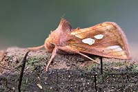 Plusia festucae - Gold Spot moth