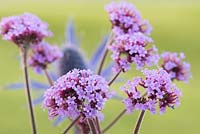 Verbena bonariensis - Purple Top 