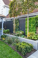 Boundary with neighbours, trained pleached Carpinus betulus - Hornbeam, slatted grey fencing with artificial plants in blocks and in a raised bed