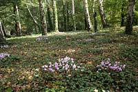 Cyclamen coum in woodland behind the Peto Pavilion, The Gardens of Easton Lodge, Essex, UK. 