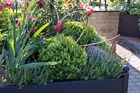 Raised bed with Buxus and Thyme in The Perfumers Garden, designed by Ruth Gwynn and Alan Williams, Malvern Show, 2018. 