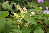 Epimedium x versicolor 'Sulphureum' - Barrenwort 'Sulphureum'