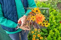 Woman holding wooden trug full of Foliage and flowers including Rudbeckia, Helenium, Dahlia, Salvia and ornamental grasses.
