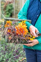 Woman holding wooden trug full of Foliage and flowers  including Rudbeckia, Helenium, Dahlia, Salvia and ornamental grasses.