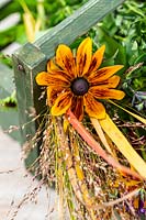 Close up detail of foliage and flowers in wooden trug on table ready for making an autumnal arrangement including Rudbeckia and ornamental grasses. 