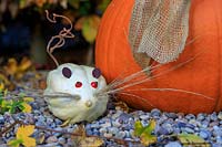 Pumpkin mouse made with Pumpkin 'Swan White' with ornamental grass whiskers, rose hip eyes, Berberis ears and twisted Hazel tail. 