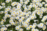Bellis perennis - Common Daisy in Lawn