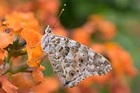 Vanessa cardui - Painted Lady on Erysium 'Apricot Delight'