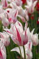 Lily-flowered Tulipa 'Marilyn'