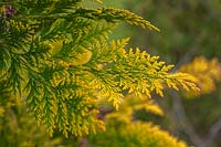 Chamaecyparis lawsoniana 'Yvonne' - False Cypress