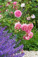 Rosa 'Jubilee Celebration' and Nepeta - Catmint 