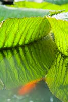 Victoria cruziana - Waterlily - Detail of leaves reflected in water.