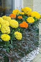 Window box planted with Tagetes erecta - African marigold and Acaena saccaticupula 'Blue Haze'. 