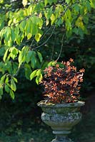 Begonia 'Glowing Embers'  in a small stone urn. 